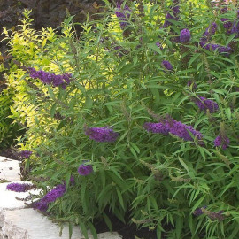 Buddleia davidii 'Purple Emperor' - Arbre aux papillons mauve - Buddleja