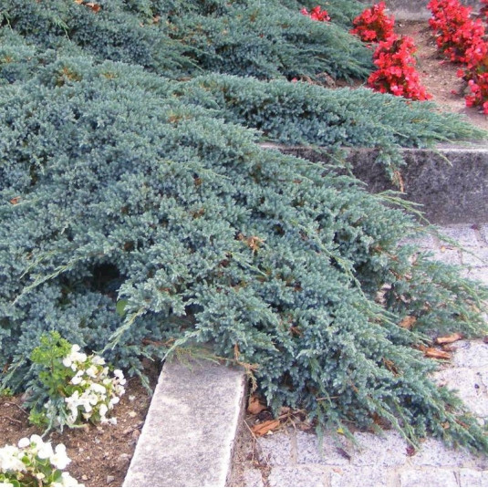 Juniperus squamata 'Blue Carpet' - Genévrier du Népal rampant bleu