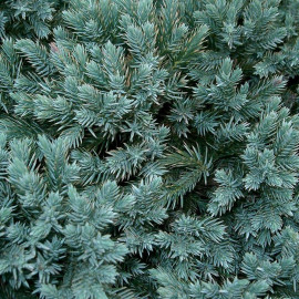 Juniperus squamata 'Blue Star' - Genévrier écailleux rampant bleu