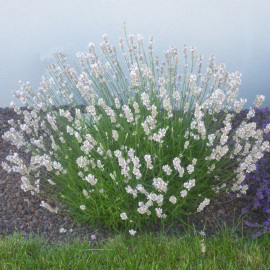 Lavandula x intermedia 'Edelweiss' - Lavandin blanc parfumé