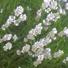 Lavandula x intermedia 'Edelweiss' - Lavandin blanc parfumé