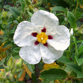 Cistus loretii - Ciste blanc à macule rouge - Rose du soleil