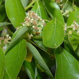 Cinnamomum camphora - Camphrier - Arbre à camphre - Kapuru-Gaha