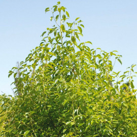 Cinnamomum camphora - Camphrier - Arbre à camphre - Kapuru-Gaha