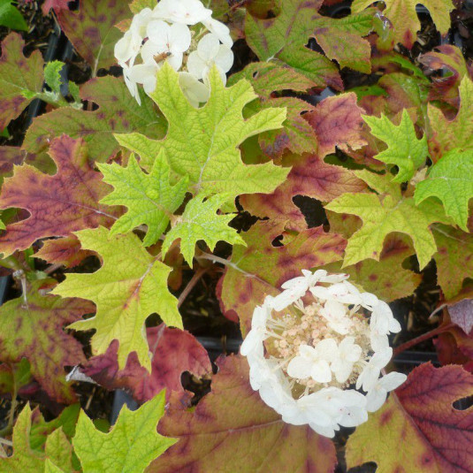 Hydrangea quercifolia 'Alice' - Hortensia blanc pur à feuilles de chêne
