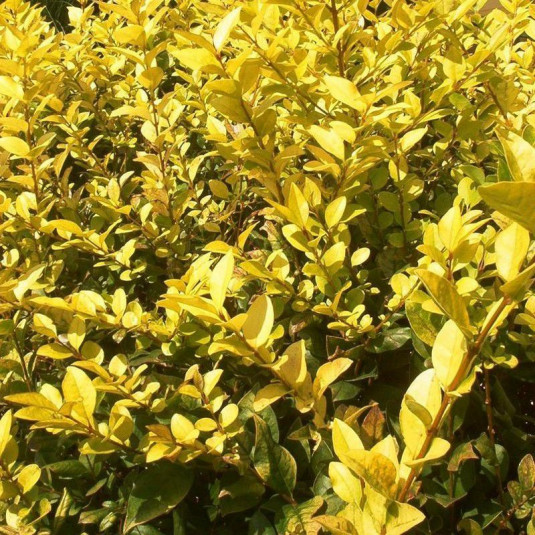 Ligustrum ovalifolium 'Lemon Lime'® - Troène de Californie doré