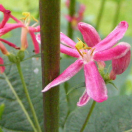 Lonicera tatarica 'Arnold Red' - Chèvrefeuille de Tartarie à baies rouges