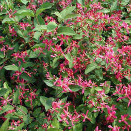 Lonicera tatarica 'Arnold Red' - Chèvrefeuille de Tartarie à baies rouges