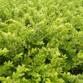 Lonicera nitida 'Maigrun'  - Chèvrefeuille couvre-sol - Camerisier vert rampant