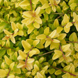 Lonicera nitida 'Twiggy' - Chèvrefeuille couvre-sol panaché - Camerisier vert et jaune rampant
