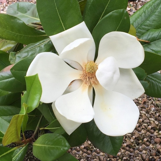 Magnolia grandiflora 'François Treyve' - Magnolia blanc d'été persistant