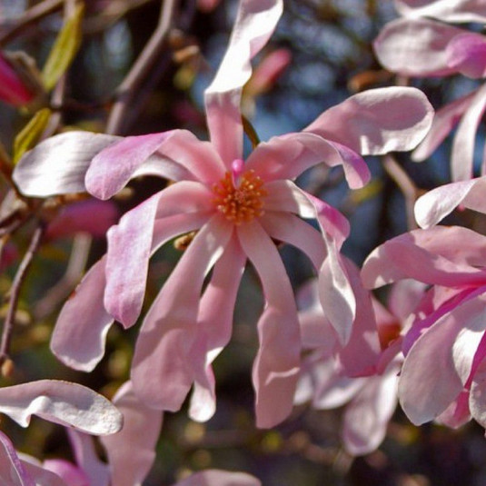 Magnolia stellata 'Rosea' - Magnolia étoilé caduc à fleurs roses parfumées