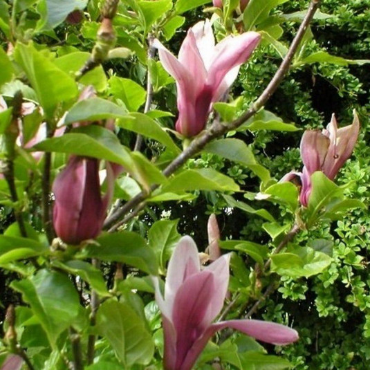 Magnolia liliflora 'Nigra' - Magnolia caduc pourpre à fleurs de lys