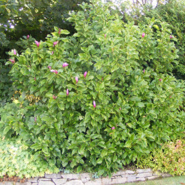 Magnolia liliflora 'Nigra' - Magnolia caduc pourpre à fleurs de lys