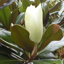 Magnolia grandiflora 'Little Gem' - Magnolia blanc d'été persistant compact