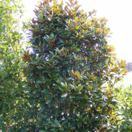 Magnolia grandiflora 'Little Gem' - Magnolia blanc d'été persistant compact