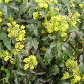 Mahonia aquifolium 'Apollo' - Mahonia nain jaune parfumé à feuilles de houx