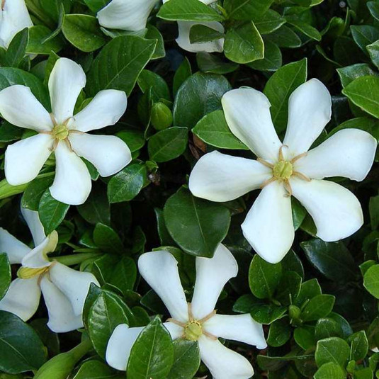 Gardenia augusta 'Highlights Pinwheel'® - Jasmin du Cap rustique odorant