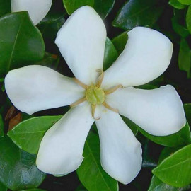 Gardenia augusta 'Highlights Pinwheel'® - Jasmin du Cap rustique odorant