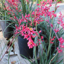 Hesperaloe parviflora 'Rubra' - Faux-Yucca Red à fleurs rouges