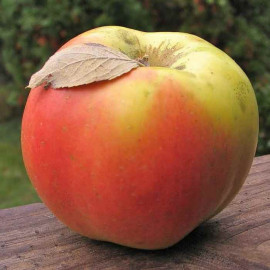 Pommier ancien 'Calville d'Aout' * - Malus communis à pommes d'été
