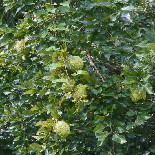 Maclura pomifera - Oranger des Osages