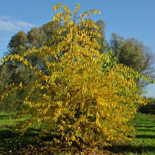 Dalles Bois D'Arc (Osage Orange) - 2 » d'épaisseur