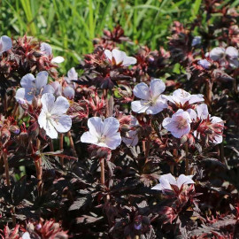 Geranium pratense 'Black 'n White'® - Géranium vivace pourpre à fleurs blanches