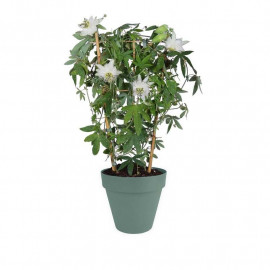 Passiflora Riverside® Snow Queen® - Grande fleur de la passion blanche