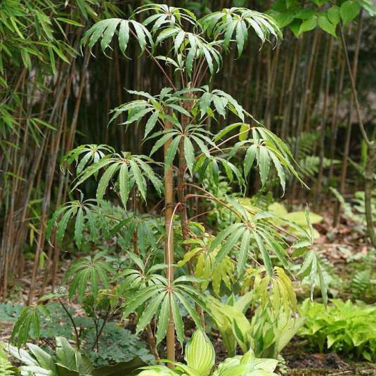 Schefflera taiwaniana - Scheffléra de Taïwan rustique