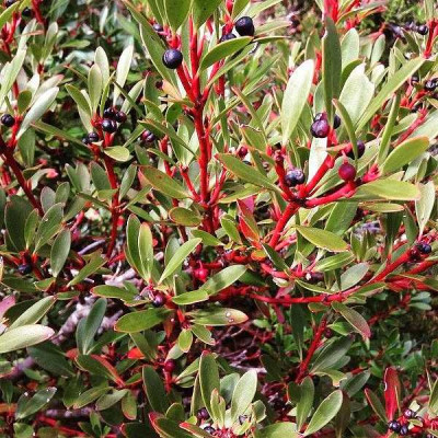 Drimys aromatica 'Red Spice' - Poivre de montagne de Tasmanie