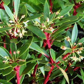 Drymis aromatica 'Red Spice' - Poivre de montagne de Tasmanie