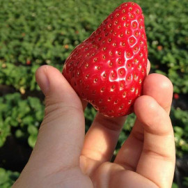 Fragaria ananassa Belmona® Giant - Fraisier à grosses fraises robustes