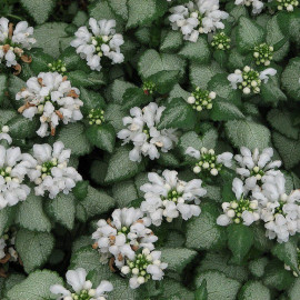 Lamium maculatum 'White Nancy' - Lamier tacheté blanc