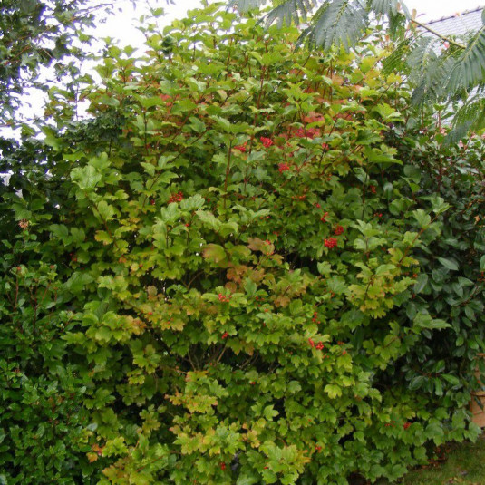 Viburnum opulus * - Viorne obier en racines nues