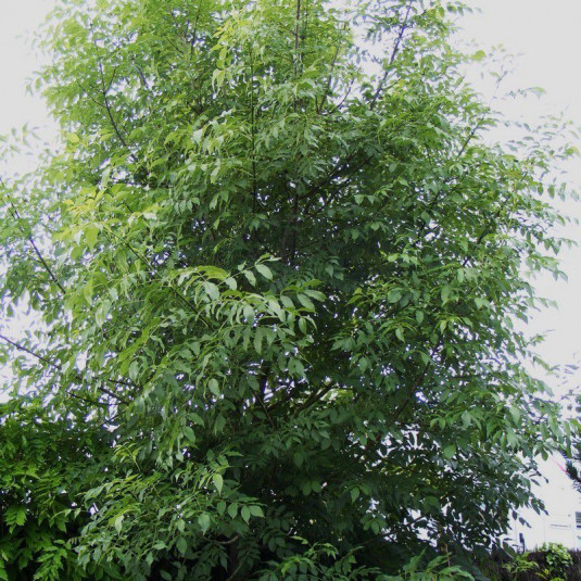 Fraxinus excelsor - Frêne élevé - Frêne commun en racines nues