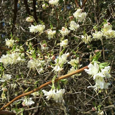 Lonicera fragrantissima - Chèvrefeuille d'hiver parfumé