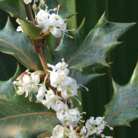 Osmanthus heterophyllus - Osmanthe à feuilles de houx