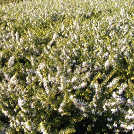 Erica x darleyensis 'Silberschmelze' - Bruyère d'hiver blanche