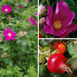 Rosa rugosa 'Rubra' - Rosier rugueux du Japon rouge parfumé