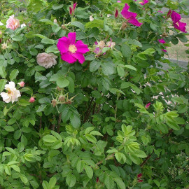 Rosa rugosa 'Rubra' - Rosier rugueux du Japon rouge parfumé