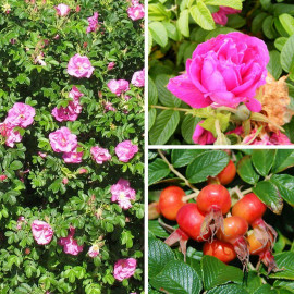 Rosa rugosa 'Roseraie de l'Haye' - Rosier rugueux du Japon rose fuchsia