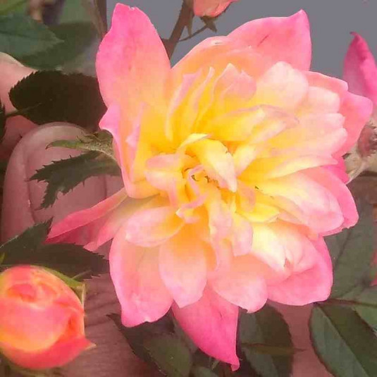 Rosa fairy 'Tricolor' - Rosier paysager tricolore