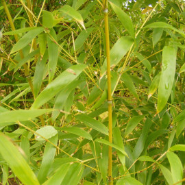 Phyllostachys aurea - Bambou doré