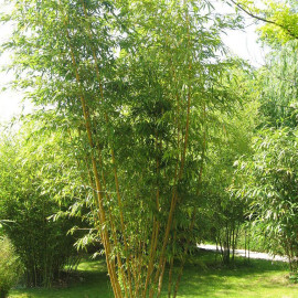 Phyllostachys aurea - Bambou doré