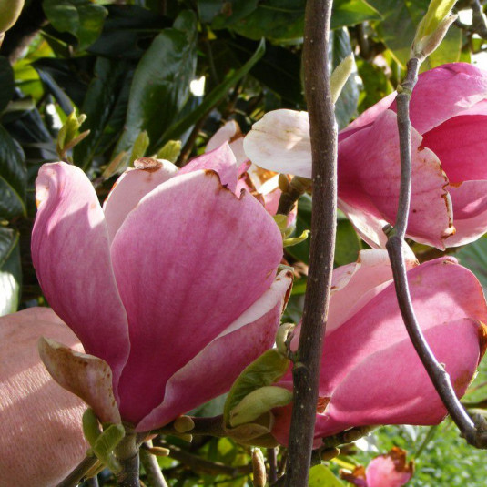 Magnolia soulangeana 'Lennei' - Magnolia caduc à fleurs rouges en tulipe