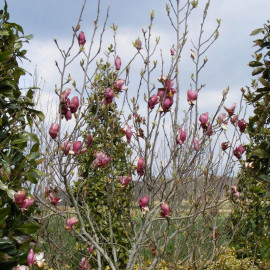 Magnolia soulangeana 'Lennei' - Magnolia caduc à fleurs rouges en tulipe