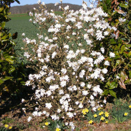 Magnolia kobus stellata - Magnolia étoilé caduc à fleurs blanches parfumées