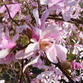 Magnolia loebneri 'Leonard Messel' - Magnolia caduc à fleurs roses parfumées