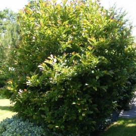 Magnolia loebneri 'Leonard Messel' - Magnolia caduc à fleurs roses parfumées
